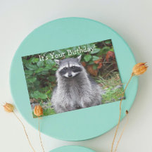Cute Posando Raccoon Funny Wildlife Cumpleaños