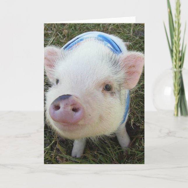 Tarjeta Cute Pot Belly Pig (Anverso)