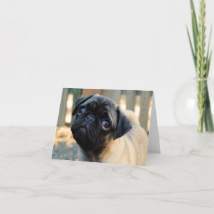 Tarjeta Cute Pug Puppy Birday Card