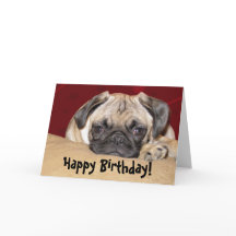 Cute Pug Puppy Birday Wish