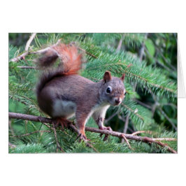 Tarjeta Cute Red Squirrel