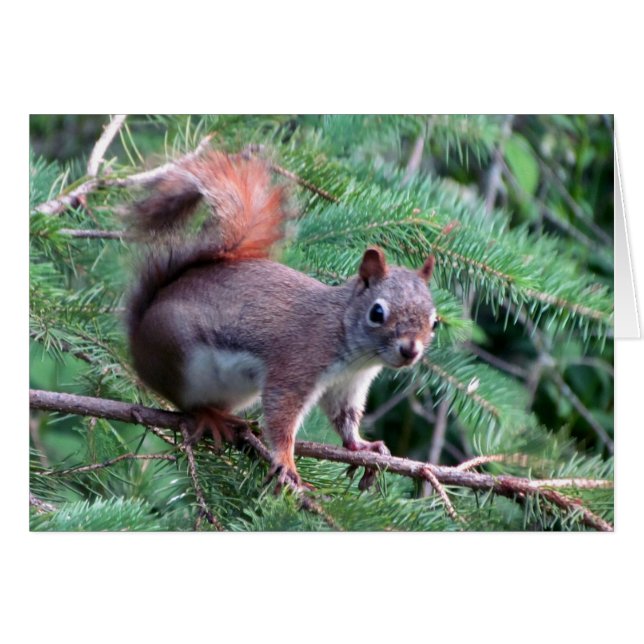 Tarjeta Cute Red Squirrel (Anverso (Horizontal))