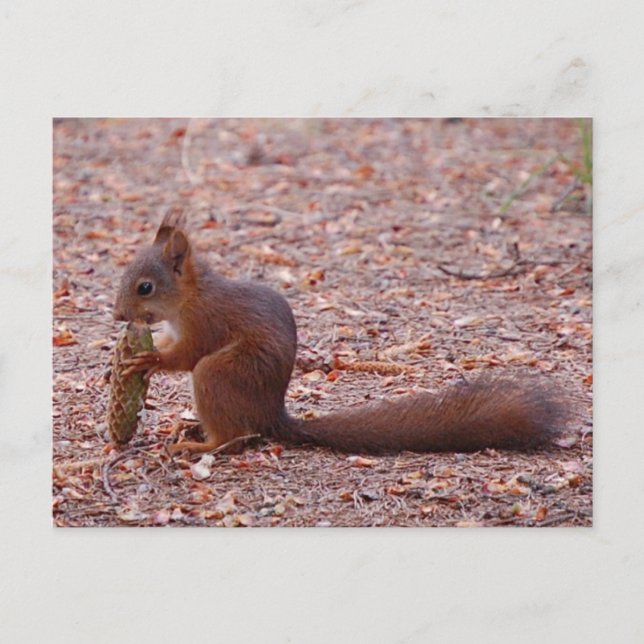 Tarjeta Cute Squirrel (Anverso)