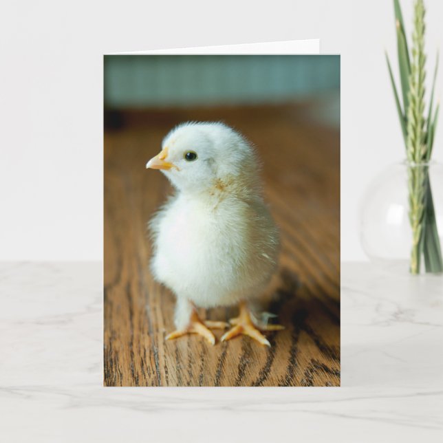 Tarjeta Cutest Baby Animals | Baby Chick (Anverso)