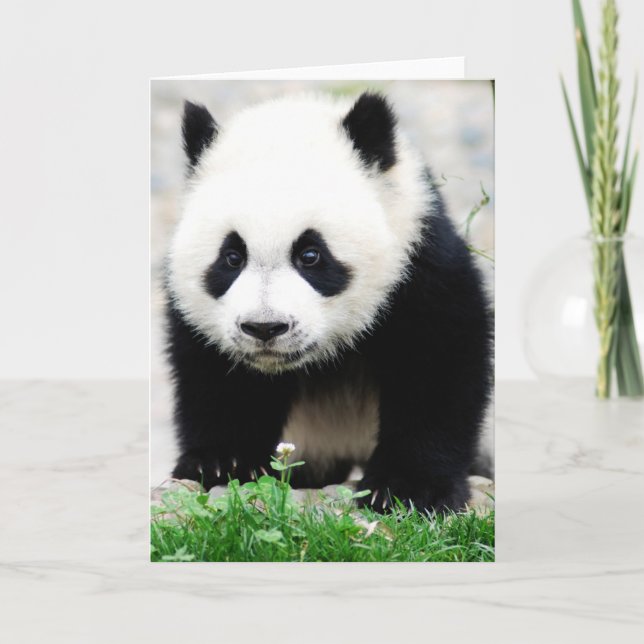 Tarjeta Cutest Baby Animals | Baby Panda Bear (Anverso)