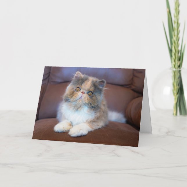 Tarjeta Cutest Baby Animals | Calico Persian Kitten (Anverso)