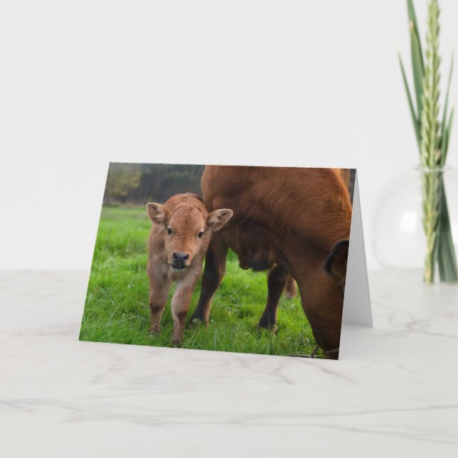 Tarjeta Cutest Baby Animals | Cow & Calf (Anverso)