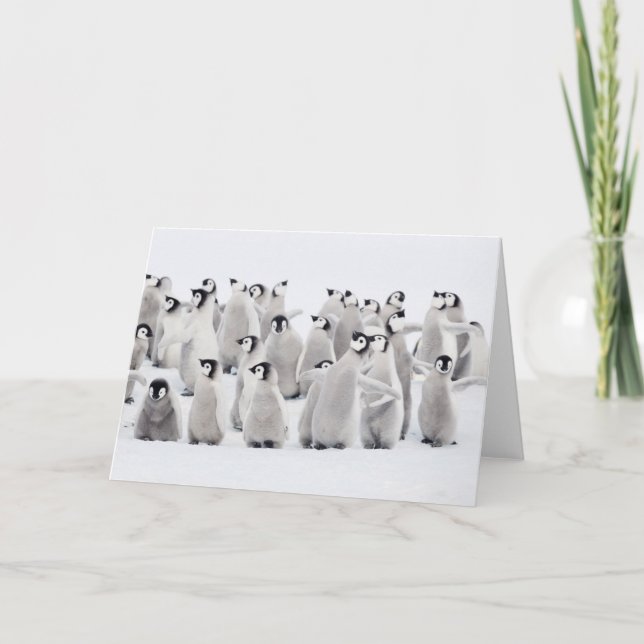 Tarjeta Cutest Baby Animals | Emperor Penguin Chicks (Anverso)