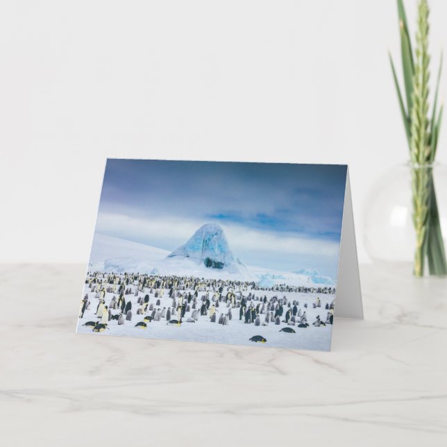 Tarjeta Cutest Baby Animals | Emperor Penguin Colony (Anverso)