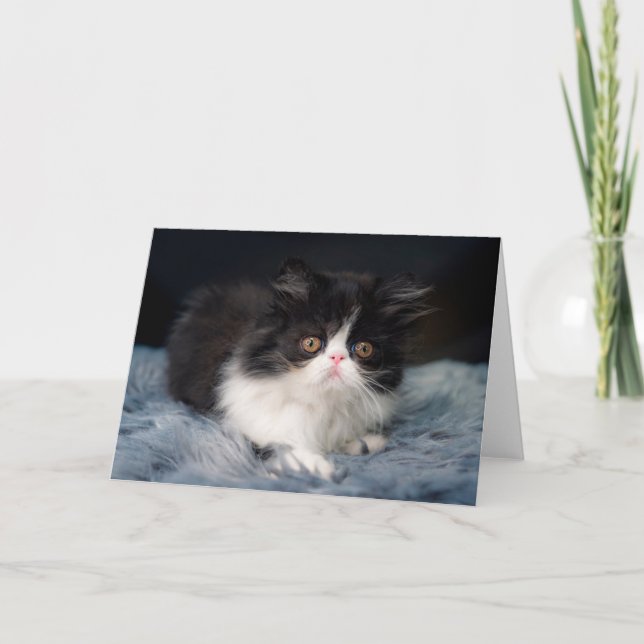 Tarjeta Cutest Baby Animals | Fluffy B&W Kitten (Anverso)