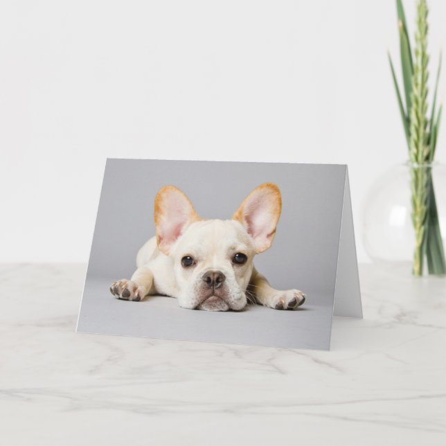 Tarjeta Cutest Baby Animals | French Bulldog Lying Down (Anverso)
