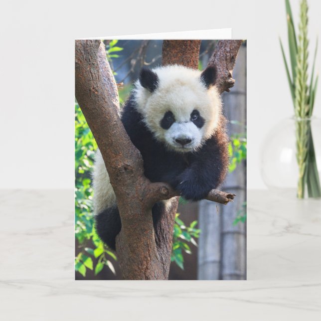 Tarjeta Cutest Baby Animals | Giant Panda Cub (Anverso)