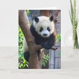 Tarjeta Cutest Baby Animals   Giant Panda Cub