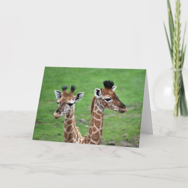 Tarjeta Cutest Baby Animals | Two Baby Giraffes (Anverso)