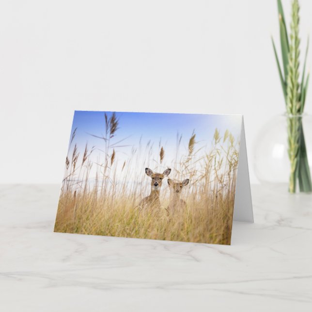 Tarjeta Cutest Baby Animals | Two Young White Tailed Deer (Anverso)