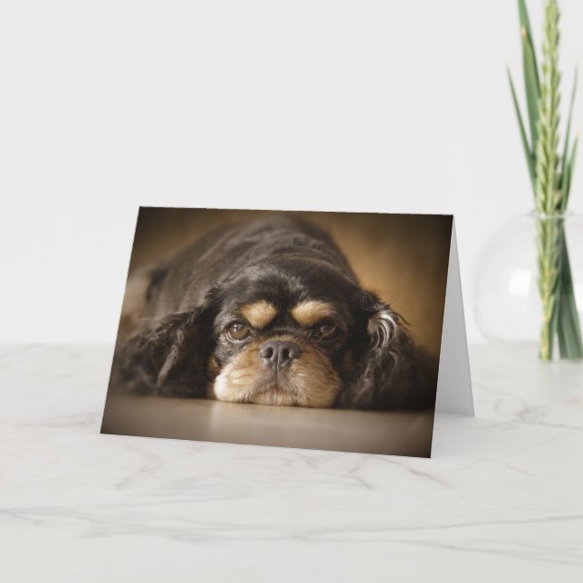 Tarjeta ¡Cutie Cav! (Anverso)