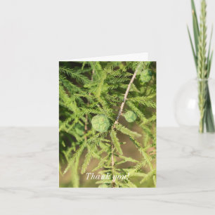 Tarjeta Cypress Seed Cone Calvo Gracias