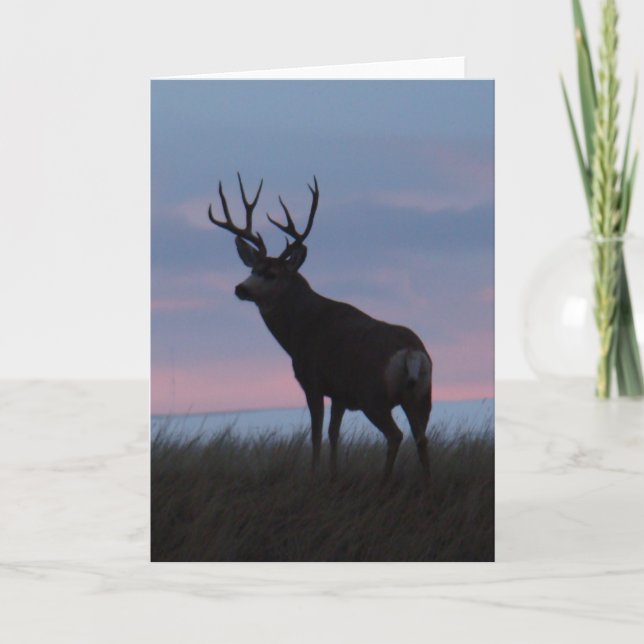Tarjeta D3 Mule Deer Buck Sunrise Buck (Anverso)