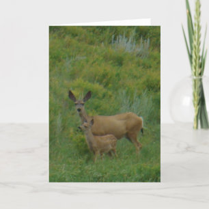 Tarjeta D5 Mule Deer Doe and Fawn
