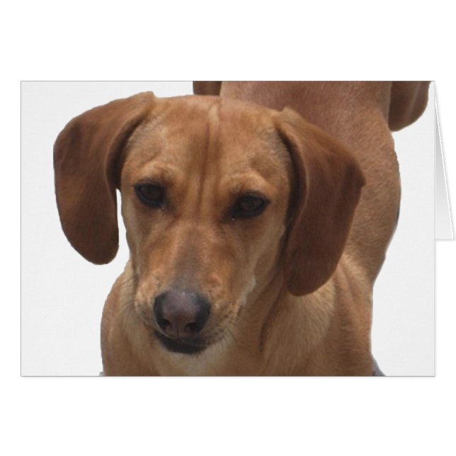 Tarjeta Dachshund (Anverso (Horizontal))