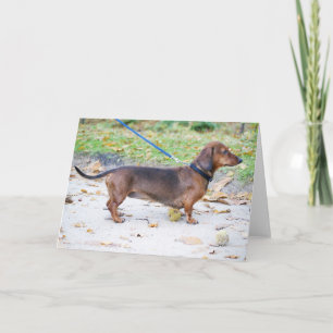 Tarjeta dachshund jabalí lleno