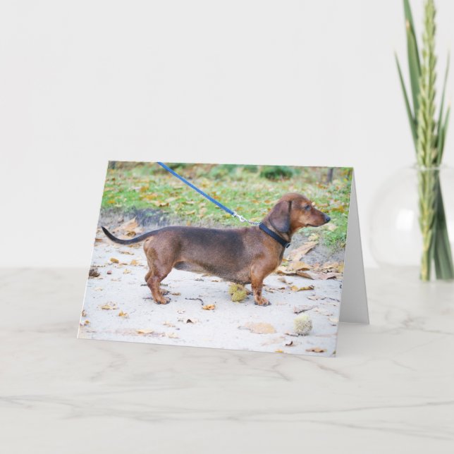 Tarjeta dachshund jabalí lleno (Anverso)