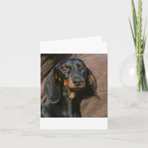 Tarjeta dachshund negro y marrón