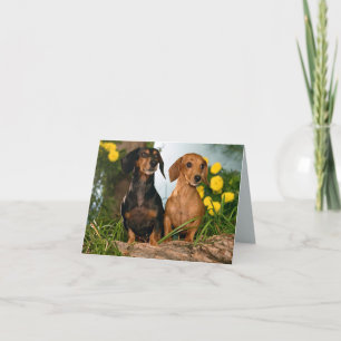 Tarjeta Dachshund Puppy Dog Blank Note Card