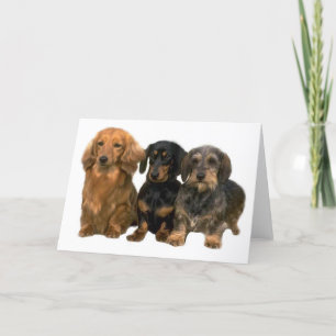 Tarjeta Dachshunds