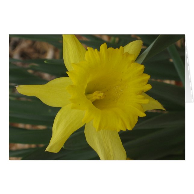 Tarjeta Daffodil (Anverso (Horizontal))
