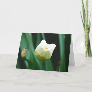Tarjeta Daffodil