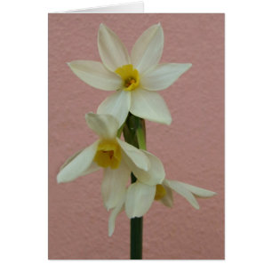 Tarjeta Daffodil