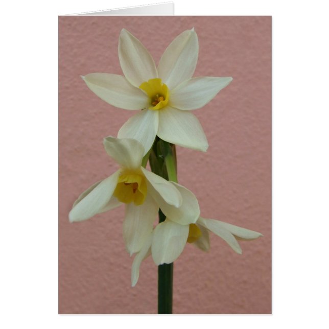 Tarjeta Daffodil (Frente)
