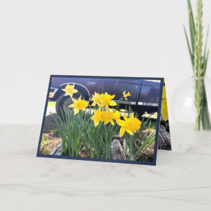 Tarjeta Daffodil by my old truck greeting card, gratitude