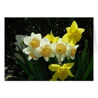 Tarjeta Daffodil Sunlit