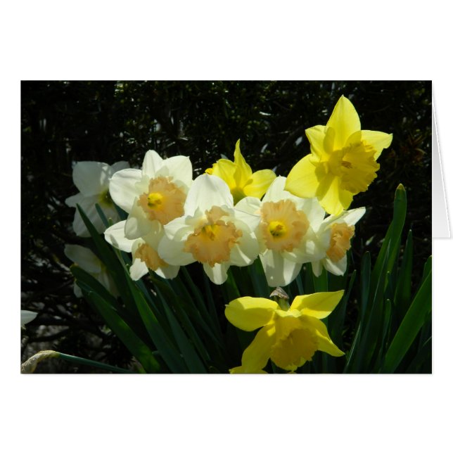 Tarjeta Daffodil Sunlit (Anverso (Horizontal))