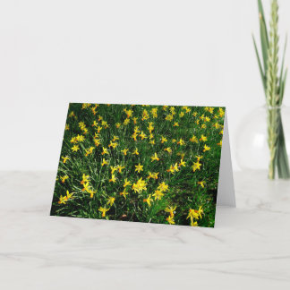 Tarjeta Daffodils/Narcissus