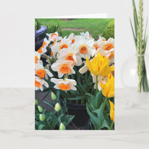 Tarjeta Daffodils & Tulips, Oregón