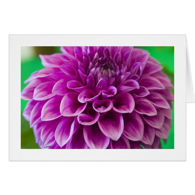 Tarjeta, "Dahlia # 189" (Anverso (Horizontal))