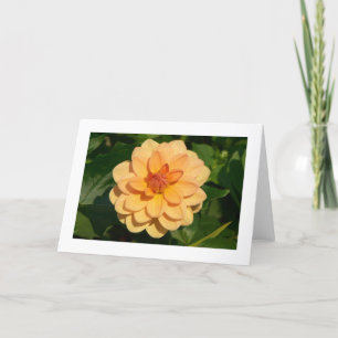Tarjeta Dahlia 'David Howard' (bordeada)