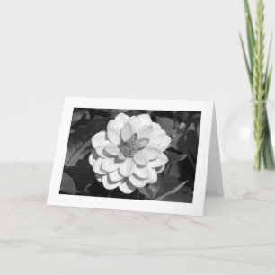 Tarjeta Dahlia 'David Howard' (límite) B&W