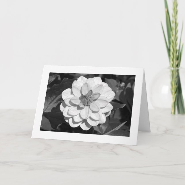 Tarjeta Dahlia 'David Howard' (límite) B&W (Anverso)