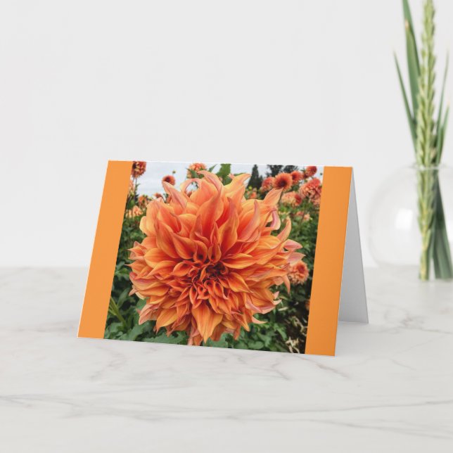 Tarjeta Dahlia de Peach de Sherwood (Anverso)