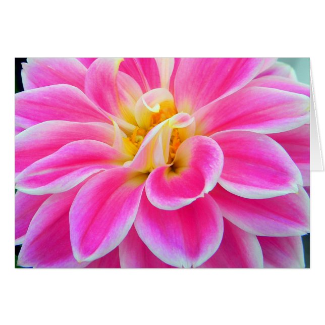 Tarjeta Dahlia rosa (Anverso (Horizontal))