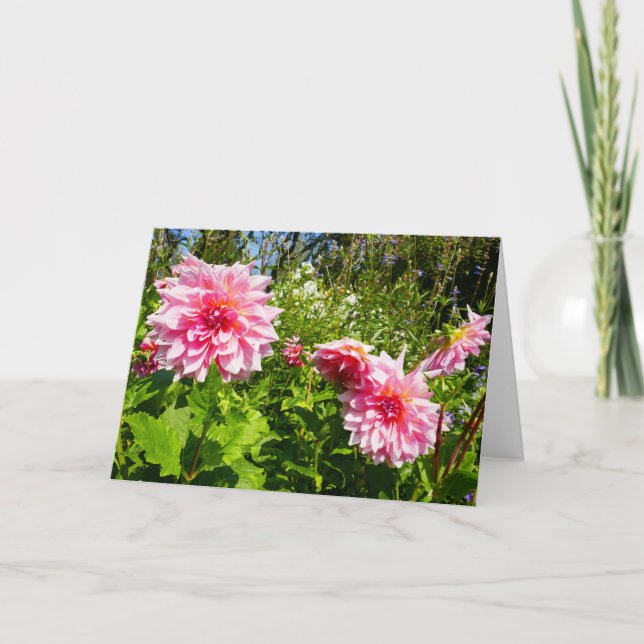 Tarjeta Dahlias rosadas (gota de Otto) (Anverso)