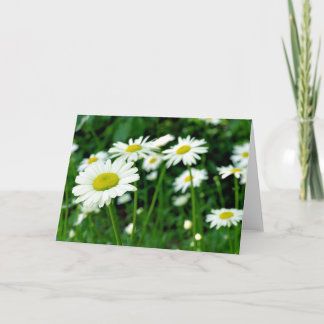 Tarjeta Daisies