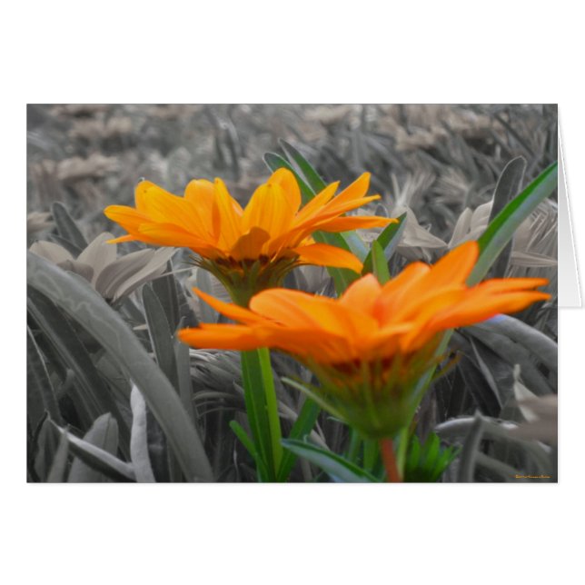 Tarjeta Daisies (Anverso (Horizontal))