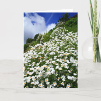 Tarjeta Daisies