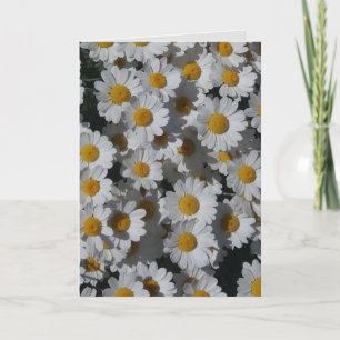 Tarjeta Daisies Blancos Saludos Doblados