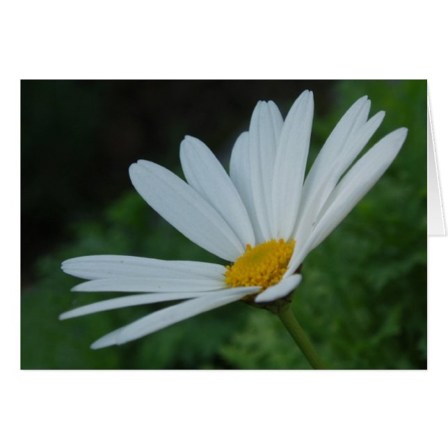 Tarjeta Daisy (Anverso (Horizontal))